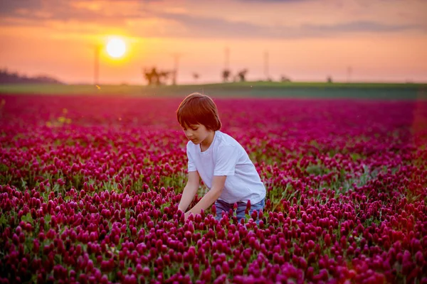 Beautiful Children Gorgeous Crimson Clover Field Sunset Springtime — Stock Photo, Image