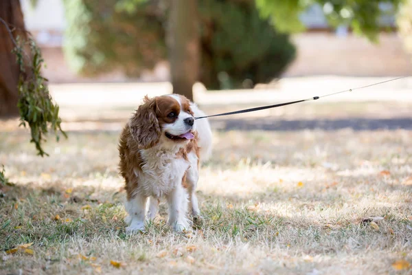 Beaugtiful Förskola Barn Leker Med Söta Hund Parken Summertime — Stockfoto