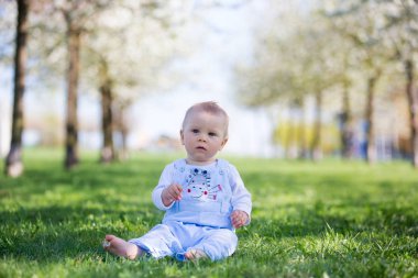 Sevimli bebek bebek çocuk, kiraz çiçeği bahçede oynarken. Meyve bahçesi, kiraz Çiçek bahçesinde bahar çiçekleri ile çocuğu