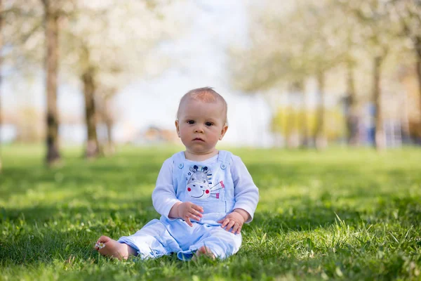 Schattig Peuter Babyjongen Spelen Tuin Van Kersenbloesem Kind Met Lentebloemen — Stockfoto