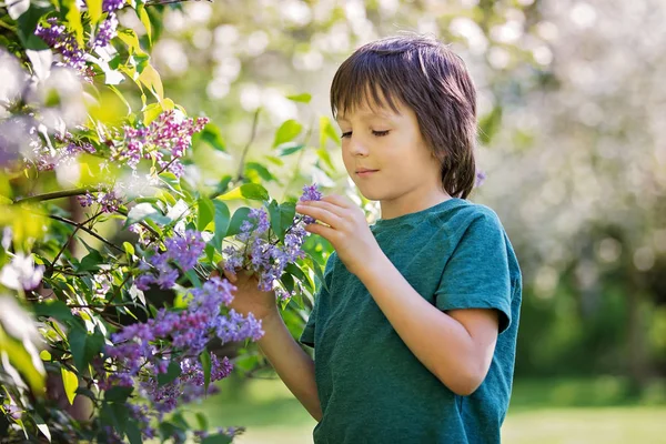 Roztomilý Preshcool Boy Líbí Fialovými Květy Bush Kvetoucí Zahradě Jarní — Stock fotografie
