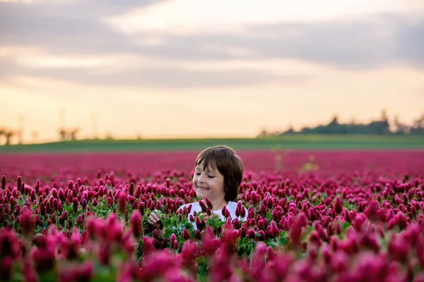 Vackra Barn Underbara Blodklöver Fältet Solnedgången Gathering Färska Vårblommor För — Stockfoto