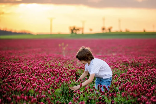 Bellissimo Bambino Splendido Campo Trifoglio Cremisi Tramonto Raccogliendo Freschi Fiori — Foto Stock