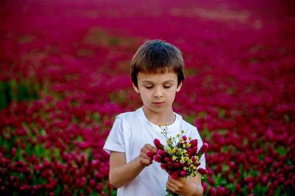 Criança Bonita Lindo Campo Trevo Carmesim Pôr Sol Reunindo Flores — Fotografia de Stock