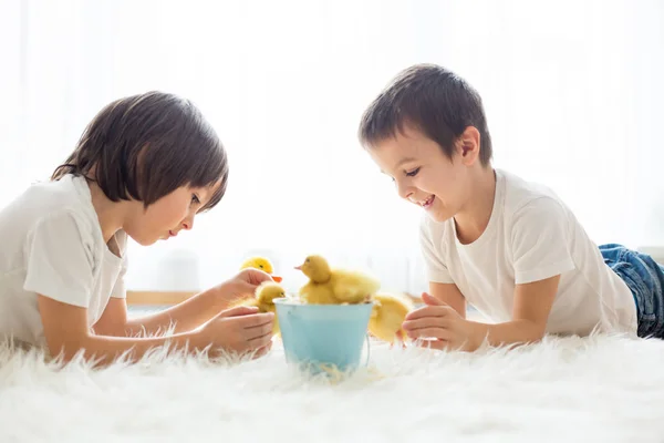 Söta Små Barn Pojkbröder Leker Med Ankungar Våren Tillsammans Liten — Stockfoto