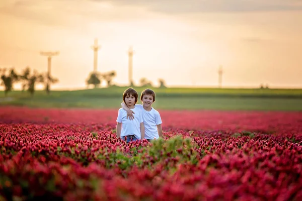 Beautiful Children Brothers Gorgeous Crimson Clover Field Sunset Gathering Flowers — стоковое фото