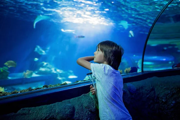 小さな男の子が 水槽で水中生活を楽しむ子どもたち 水族館で泳いでいる魚の群れを見ている子供 — ストック写真