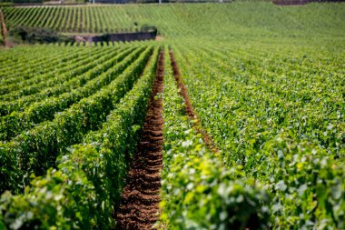 Üzüm bağları, üzüm bağları kırsal, yaz günü görünümünü manzara güzel satırları
