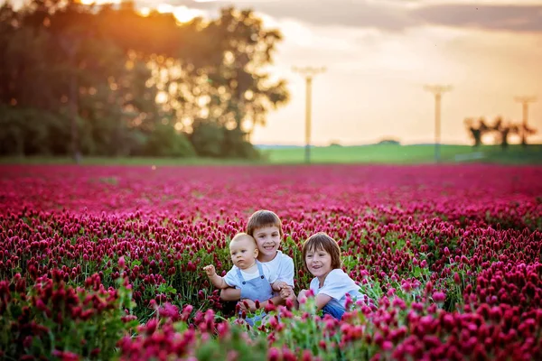 Güzel çocuk, anne, günbatımı, toplama çiçeklere muhteşem Kızıl yonca alanında kardeşler bahar
