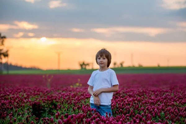 Beautiful Child Gorgeous Crimson Clover Field Sunset Gathering Fresh Spring — стоковое фото