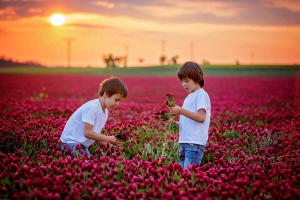 Beautiful Children Brothers Gorgeous Crimson Clover Field Sunset Gathering Flowers — стоковое фото