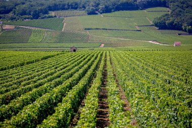 Üzüm bağları, üzüm bağları kırsal, yaz günü görünümünü manzara güzel satırları