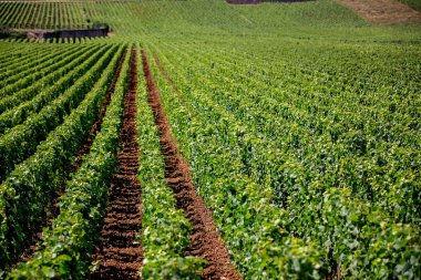 Üzüm bağları, üzüm bağları kırsal, yaz günü görünümünü manzara güzel satırları