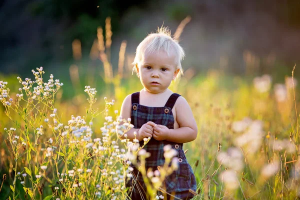 かわいい男の子は 日没にお花畑で遊んで 花を収集 — ストック写真