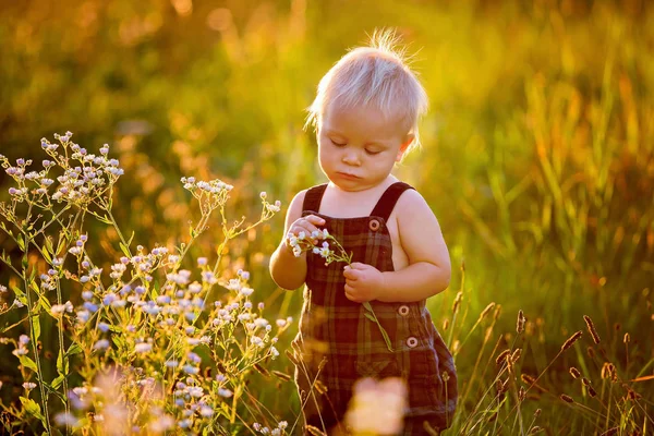Очаровательный Мальчик Играющий Цветочном Поле Закате Собирающий Цветы — стоковое фото