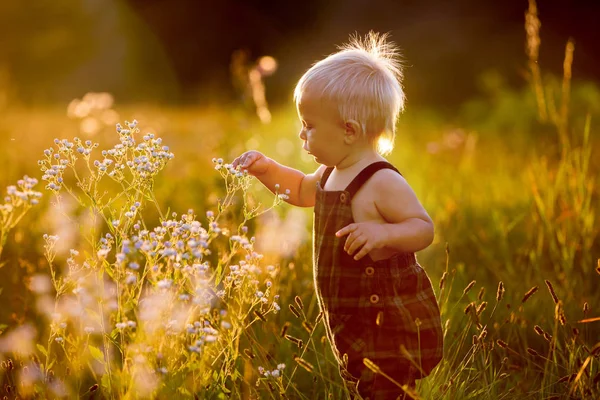 Roztomilý Chlapeček Hrající Květu Pole Západ Slunce Mohou Sbírat Květiny — Stock fotografie