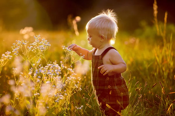 Menino Adorável Brincando Campo Flores Pôr Sol Recolhendo Flores — Fotografia de Stock