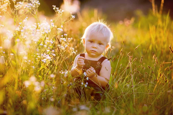 Entzückender Kleiner Junge Der Bei Sonnenuntergang Einem Blumenfeld Spielt Und — Stockfoto