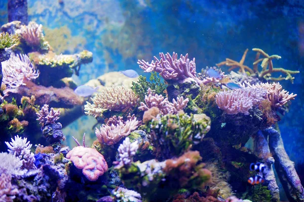 Pequeño Niño Preescolar Observando Pecera Acuario Con Coloridos Peces Corales —  Fotos de Stock