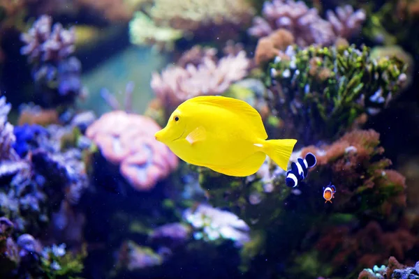 Pequeño Niño Preescolar Observando Pecera Acuario Con Coloridos Peces Corales — Foto de Stock