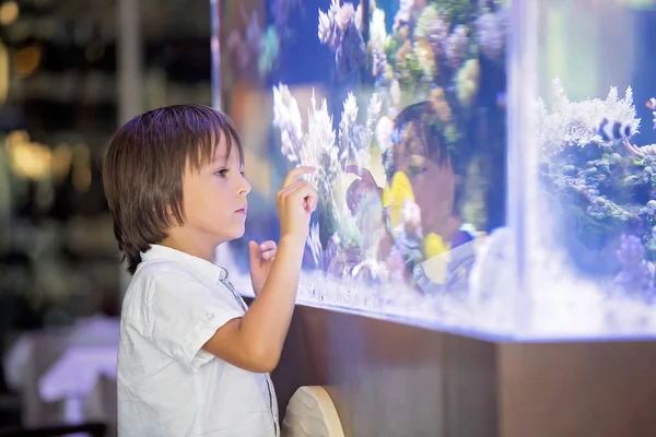 Pequeño Niño Preescolar Observando Pecera Acuario Con Coloridos Peces Corales — Foto de Stock