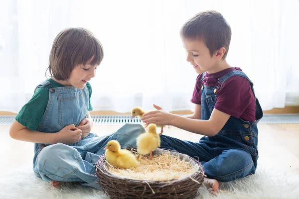 かわいい子供たち 男の子の兄弟 アヒルと遊ぶ春 一緒に 小さな友人 子供の頃の幸せ — ストック写真