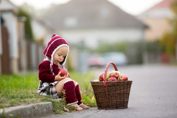 孩子在村子里吃苹果 小男婴玩苹果 孩子们在篮子里摘水果 婴儿在秋季收割时吃水果 儿童户外乐趣 — 图库照片