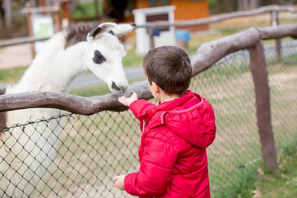 Sweet Cute Toddler Child Feeding Lama Kids Farm Beautiful Kid — Stock Photo, Image