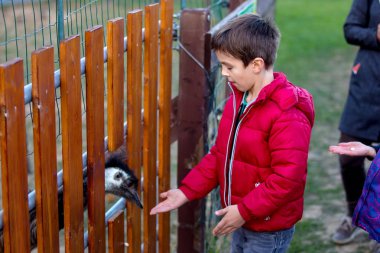 Tatlı şirin çocuk, kuş çocuk çiftlik EMU besleme. Güzel çocuk sevişme hayvanat bahçesi hayvanları. Çocuk ve hayvan birlikte