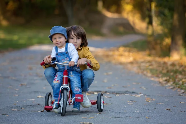Süße Kleinkind Junge Dreirad Fahren Park Bei Sonnenuntergang Herbstzeit Geschwister — Stockfoto
