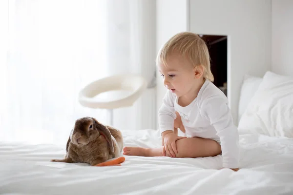 Cute Little Toddler Boy Feeding Pet Rabbit Carrot Home Sunny — Stock Photo, Image