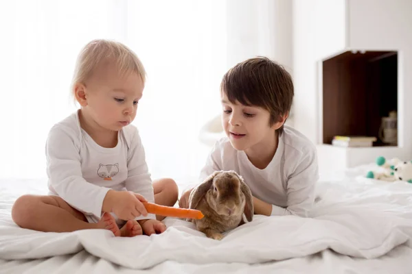 Cute Little Toddler Boy Feeding Pet Rabbit Carrot Home Sunny — Stock Photo, Image