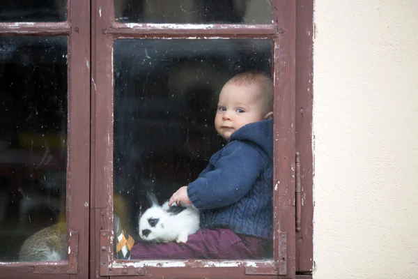 Милый Маленький Мальчик Играет Кроликами Домашними Животными Сидит Винтажном Окне — стоковое фото