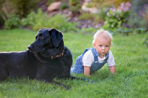 Şirin Yürümeye Başlayan Çocuk Oynamaktan Büyük Köpek Parkında Bir Yaz — Stok fotoğraf