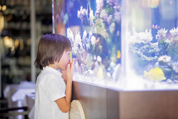 Pequeño Niño Preescolar Observando Pecera Acuario Con Coloridos Peces Corales — Foto de Stock