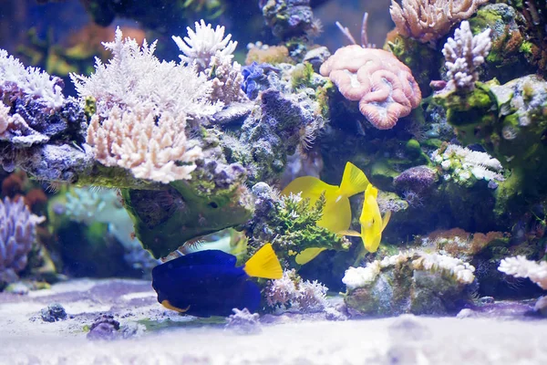 Pequeño Niño Preescolar Observando Pecera Acuario Con Coloridos Peces Corales — Foto de Stock