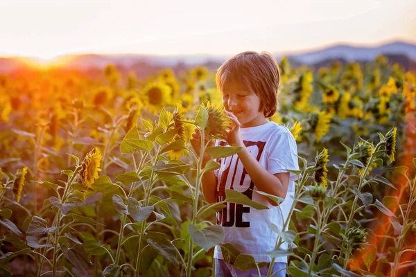 Child in sunflower field on sunset — Stock Photo, Image