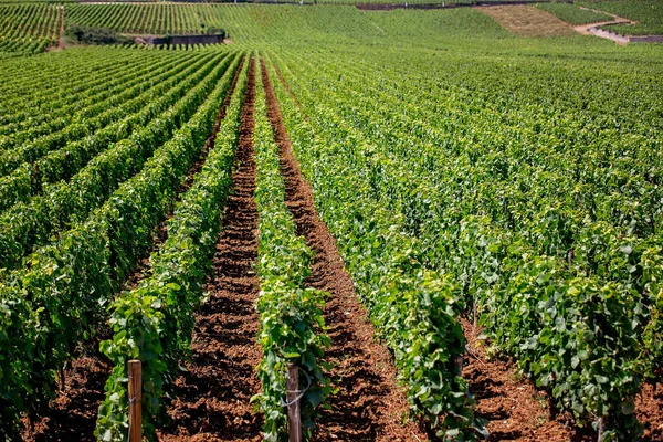 Hermosas filas de viñedos, vista del paisaje de los viñedos en el —  Fotos de Stock