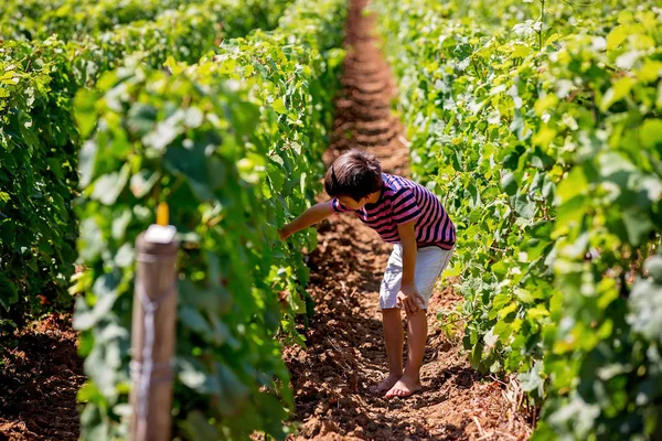 Niño pequeño, caminando entre hileras de viñedos en un verano caluroso da — Foto de Stock