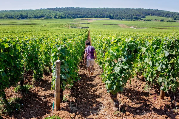 Niño pequeño, caminando entre hileras de viñedos en un verano caluroso da — Foto de Stock