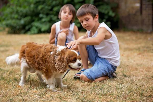 Hermosos niños preescolares, jugando con un perro dulce a la par — Foto de Stock