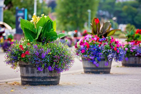 Pot met kleurrijke bloeiende planten in een typische straat van de stad — Stockfoto