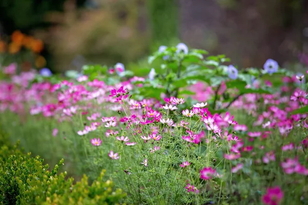 Criança bonita no jardim de flores incrível — Fotografia de Stock