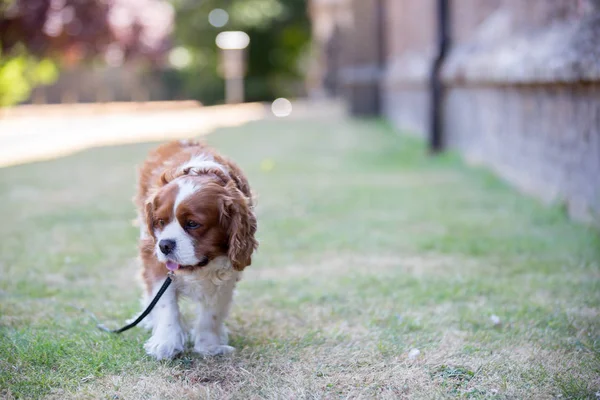 Beaugtiful förskole barn, leka med söt hund i par — Stockfoto