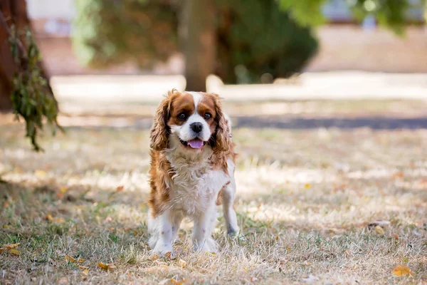 Beaugtiful okul öncesi çocuklar, par tatlı köpek ile oynuyor