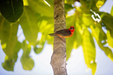 Kırmızı fody, Foudia madagascariensis denilen, şube üzerinde oturan 