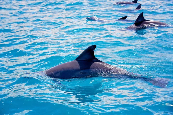 Flipper dolphins in the open ocean — Stock Photo, Image