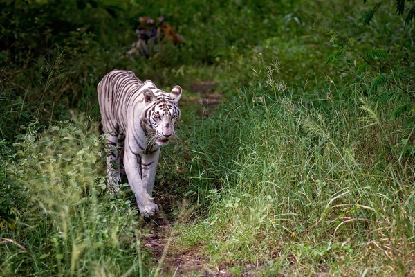 Vit manlig tiger går på en stig i skogen, vilda djur i — Stockfoto