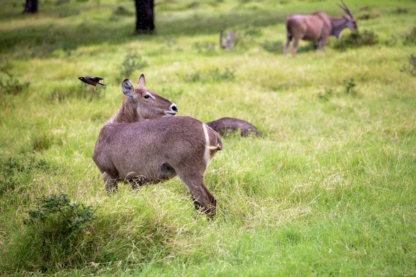 Roe deer standing in a field, little bird flying around her, rai — Stock Photo, Image