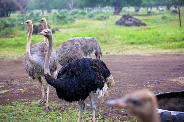 Ostriches in the wild, freeling walking — Stock Photo, Image